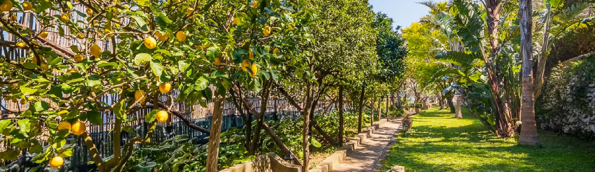 Garden path lined with lemon trees